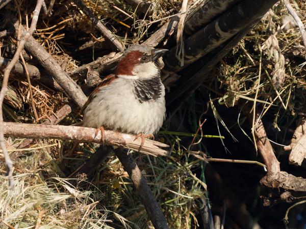 <h3>Passer&nbsp;domesticus / House&nbsp;sparrow / Huismus</h3><p>In het gebied rond het Kerkini meer nestelen heel veel ooievaars.  Waar 2 ooievaars broeden, leven vaak voor mijn gevoel zeker 10 paar musjes in de takken van hun nest.  Huismussen en Spaanse mussen en hybrides zegt de gids.</p>OM-1 Mark II met OLYMPUS M.150-400mm F4.5 TC, 1/2000 sec  bij F5.6, ISO 1250, afstand 13.2&nbsp;m